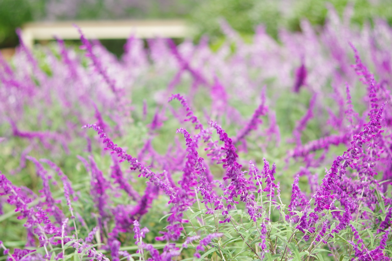 栃木県足利市のあしかがフラワーパーク