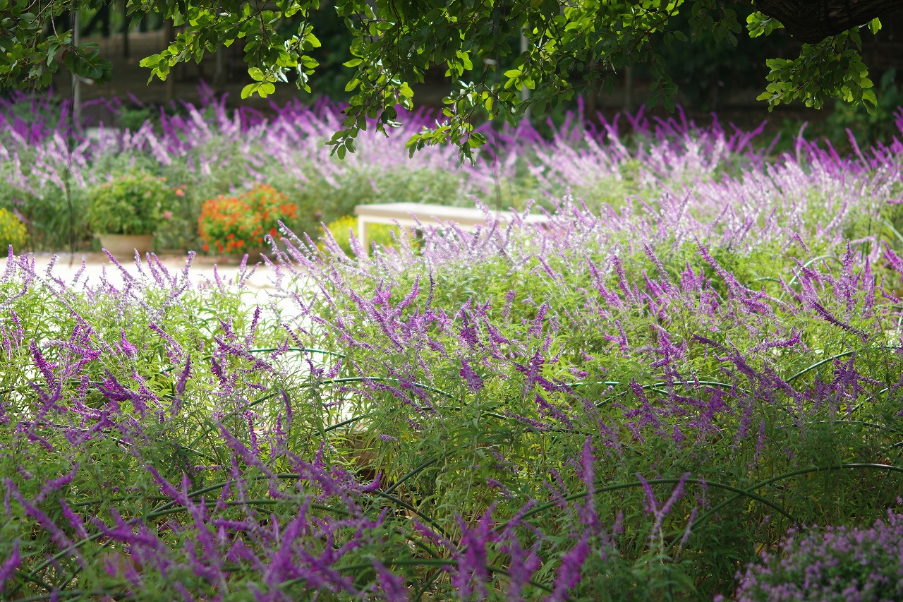 栃木県足利市のあしかがフラワーパーク