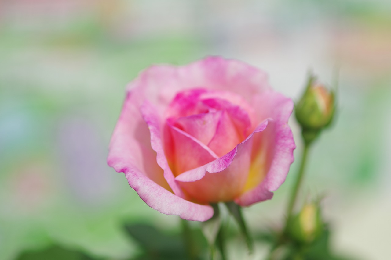 栃木県足利市のあしかがフラワーパーク