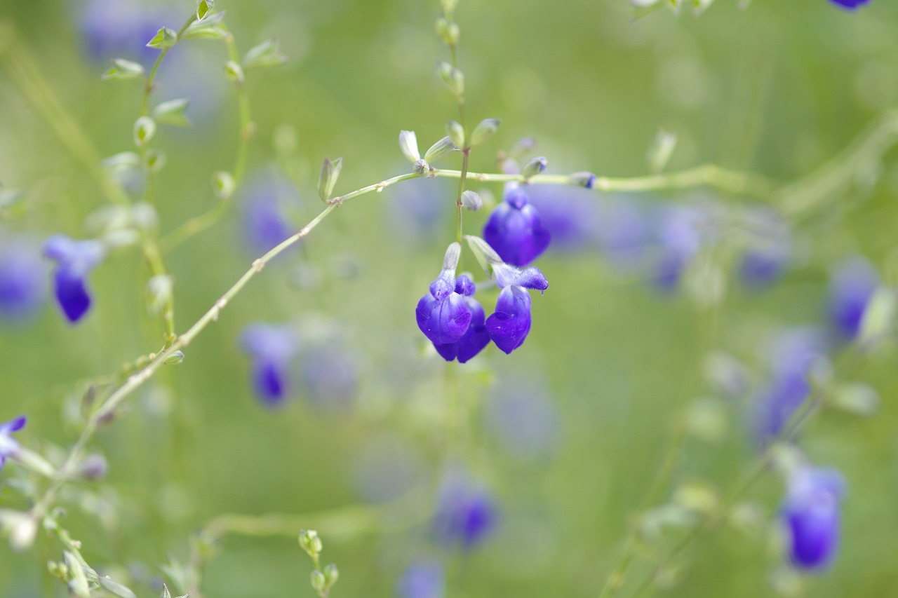 栃木県足利市のあしかがフラワーパーク