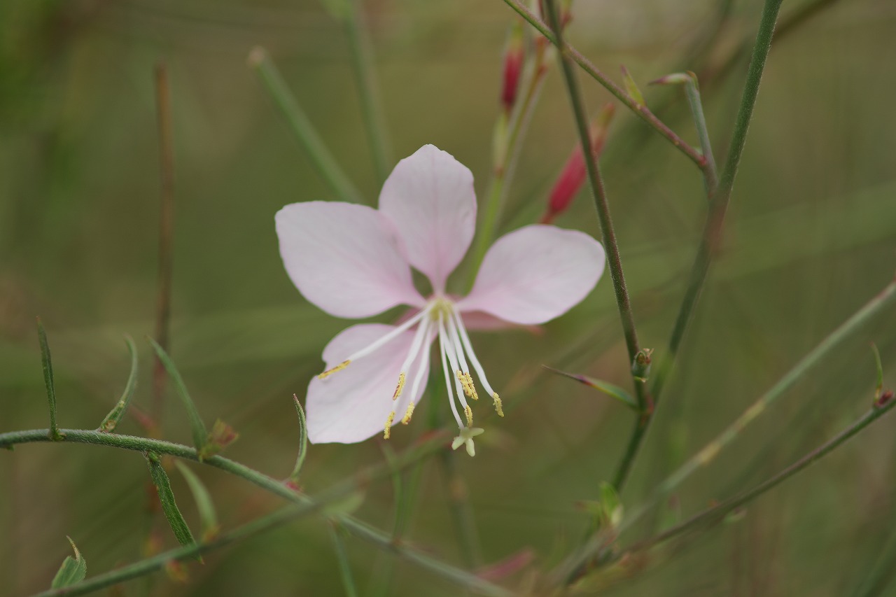 栃木県足利市のあしかがフラワーパーク