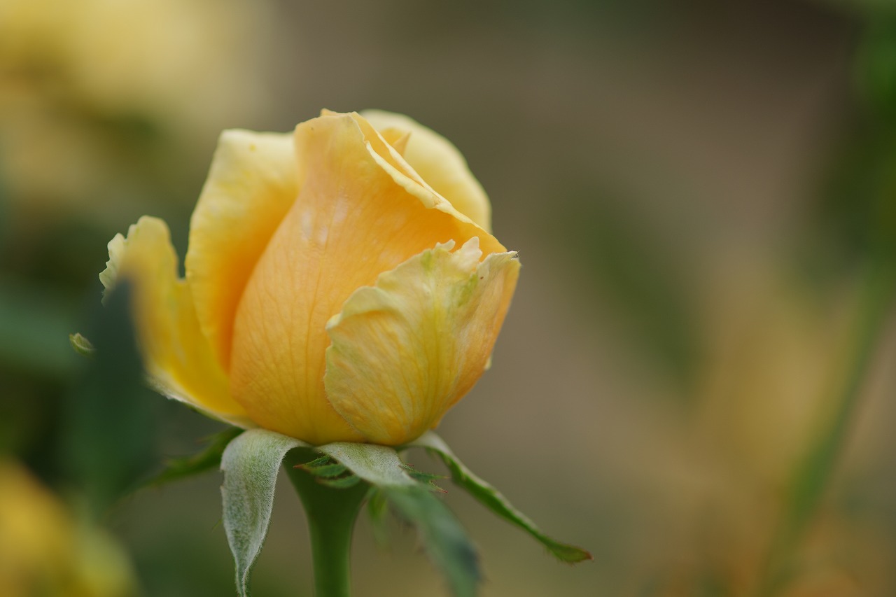 栃木県足利市のあしかがフラワーパーク