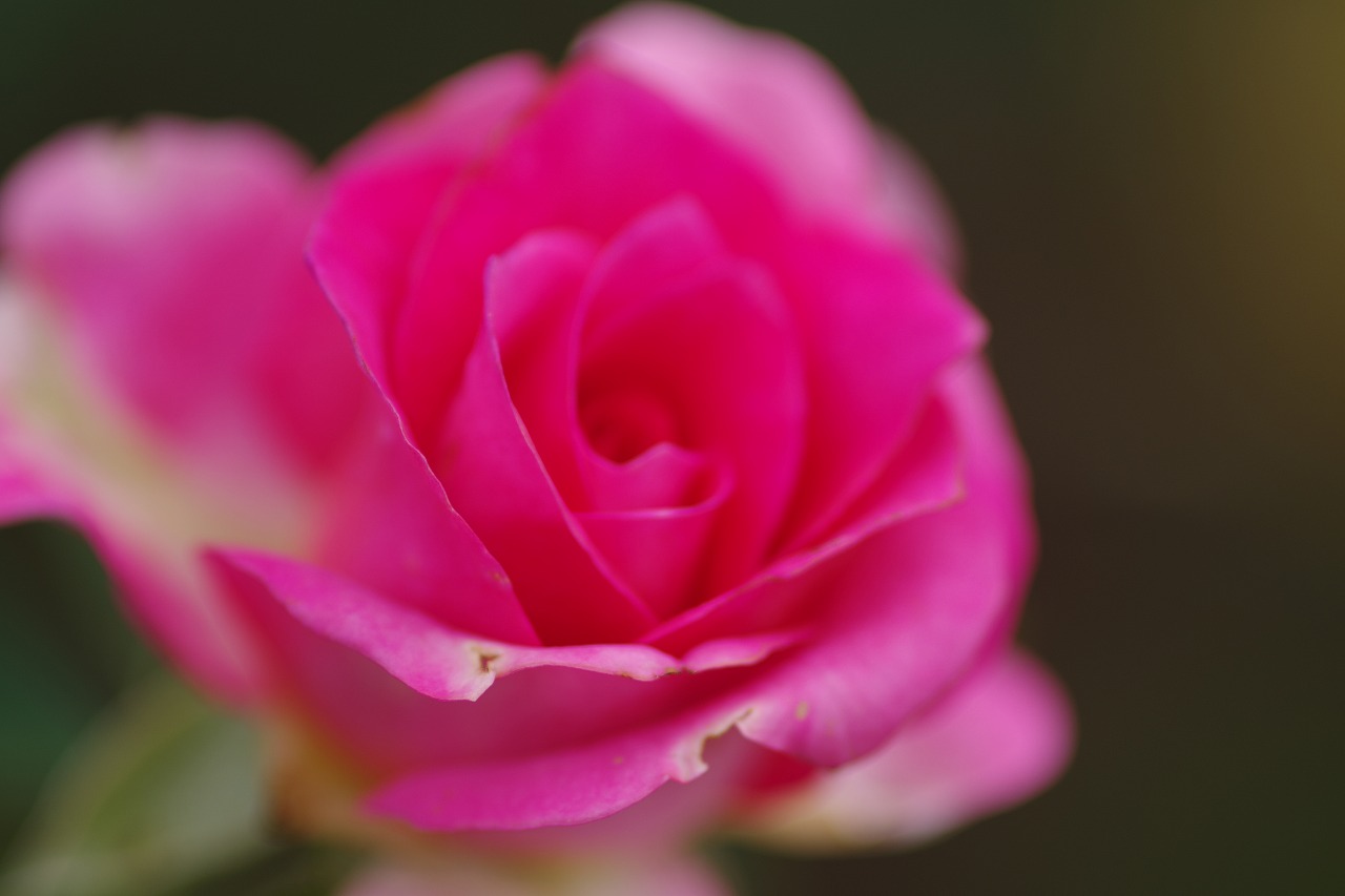 栃木県足利市のあしかがフラワーパーク