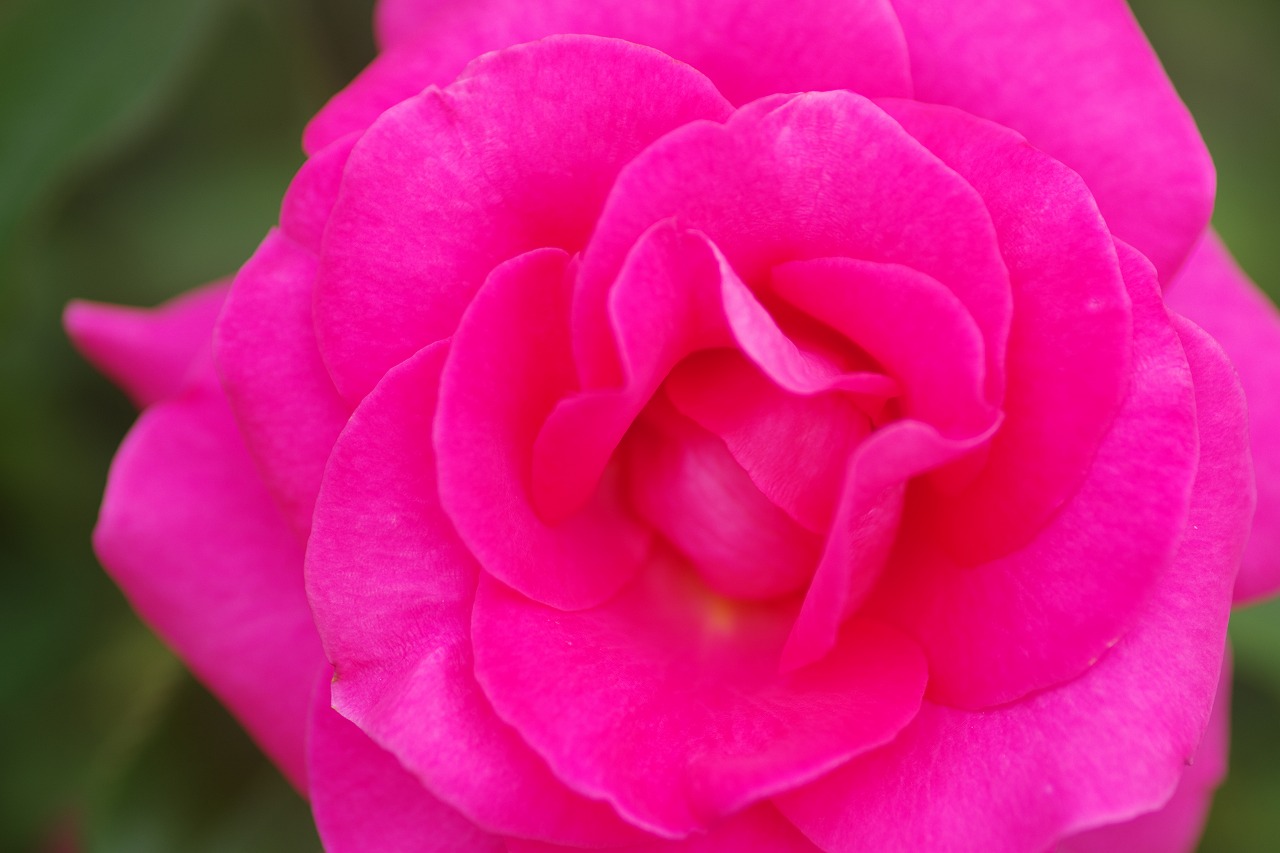 栃木県足利市のあしかがフラワーパーク