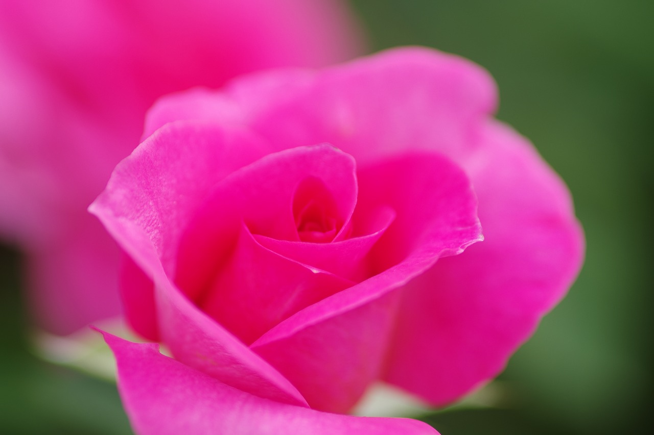 栃木県足利市のあしかがフラワーパーク