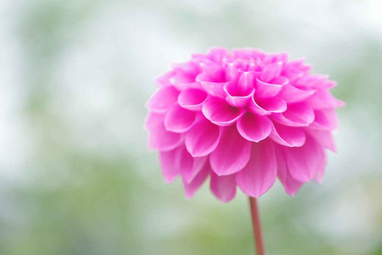 栃木県足利市のあしかがフラワーパーク