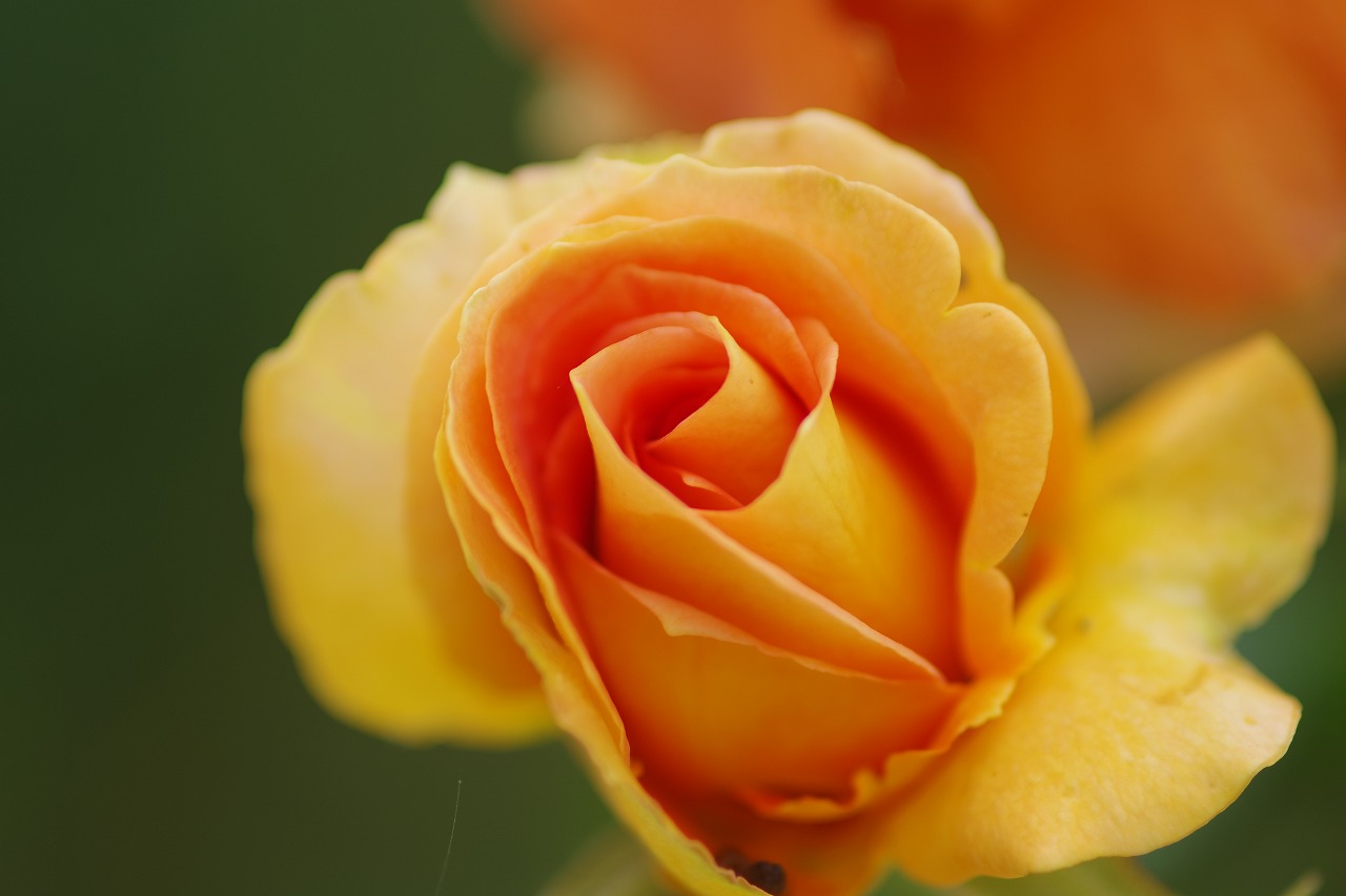 栃木県足利市のあしかがフラワーパーク