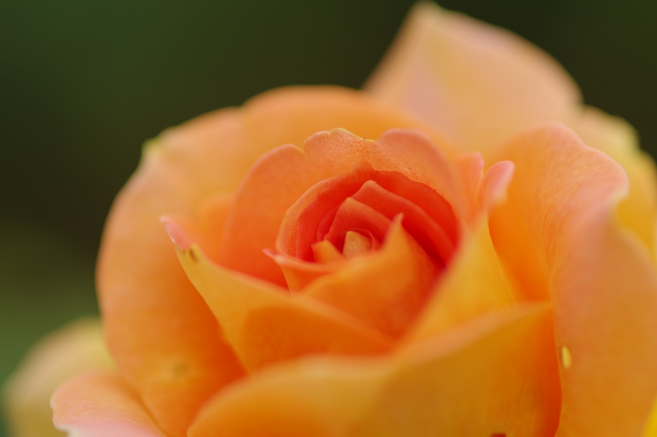 栃木県足利市のあしかがフラワーパーク