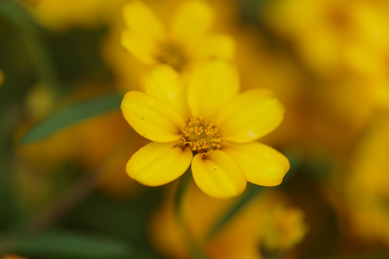 栃木県足利市のあしかがフラワーパーク