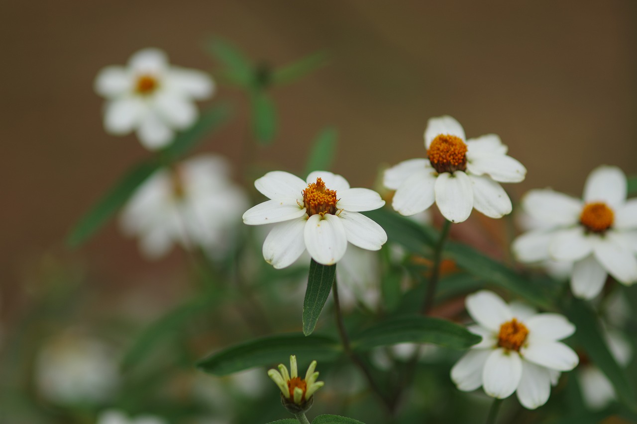 栃木県足利市のあしかがフラワーパーク