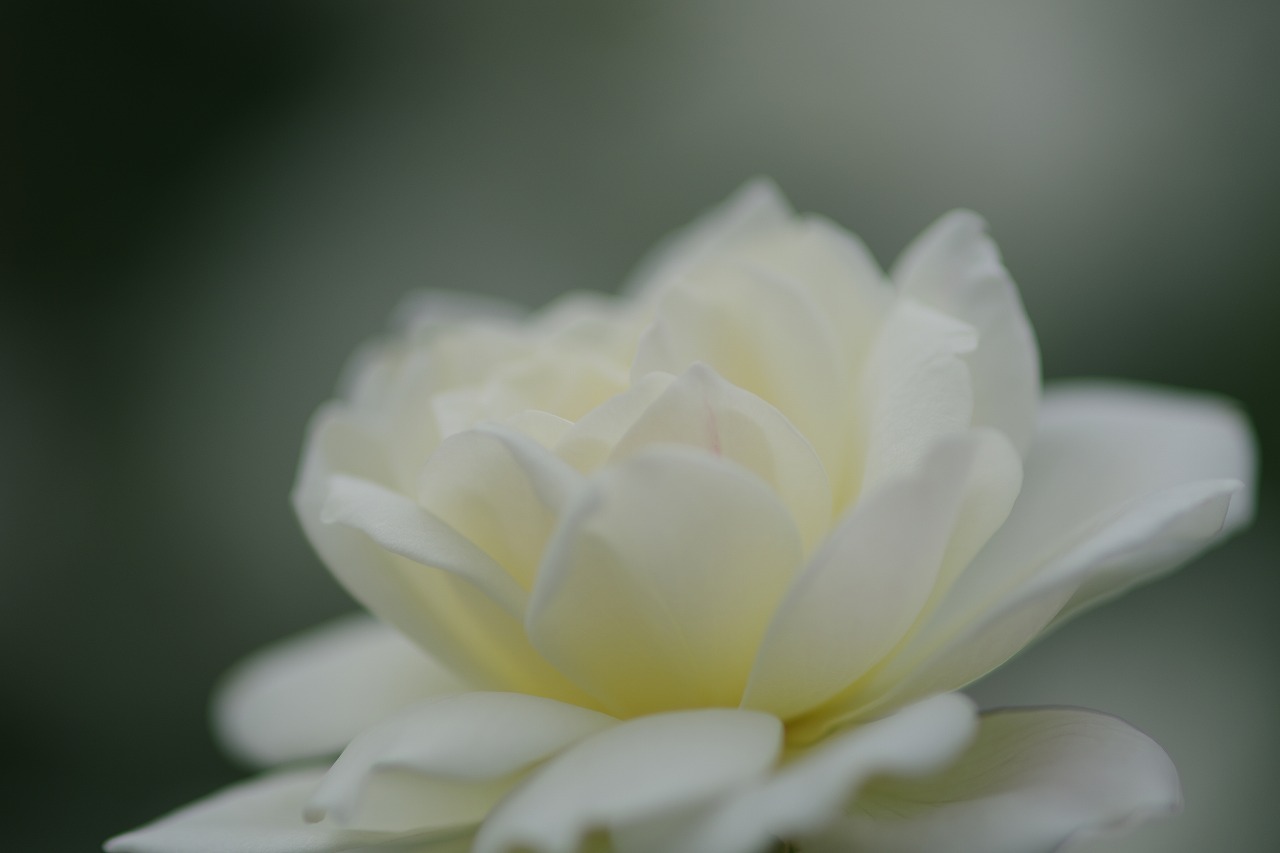 栃木県足利市のあしかがフラワーパーク