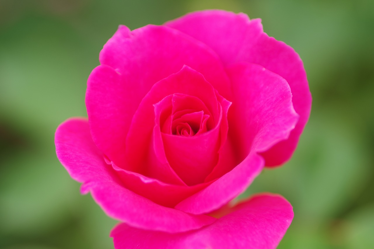 栃木県足利市のあしかがフラワーパーク