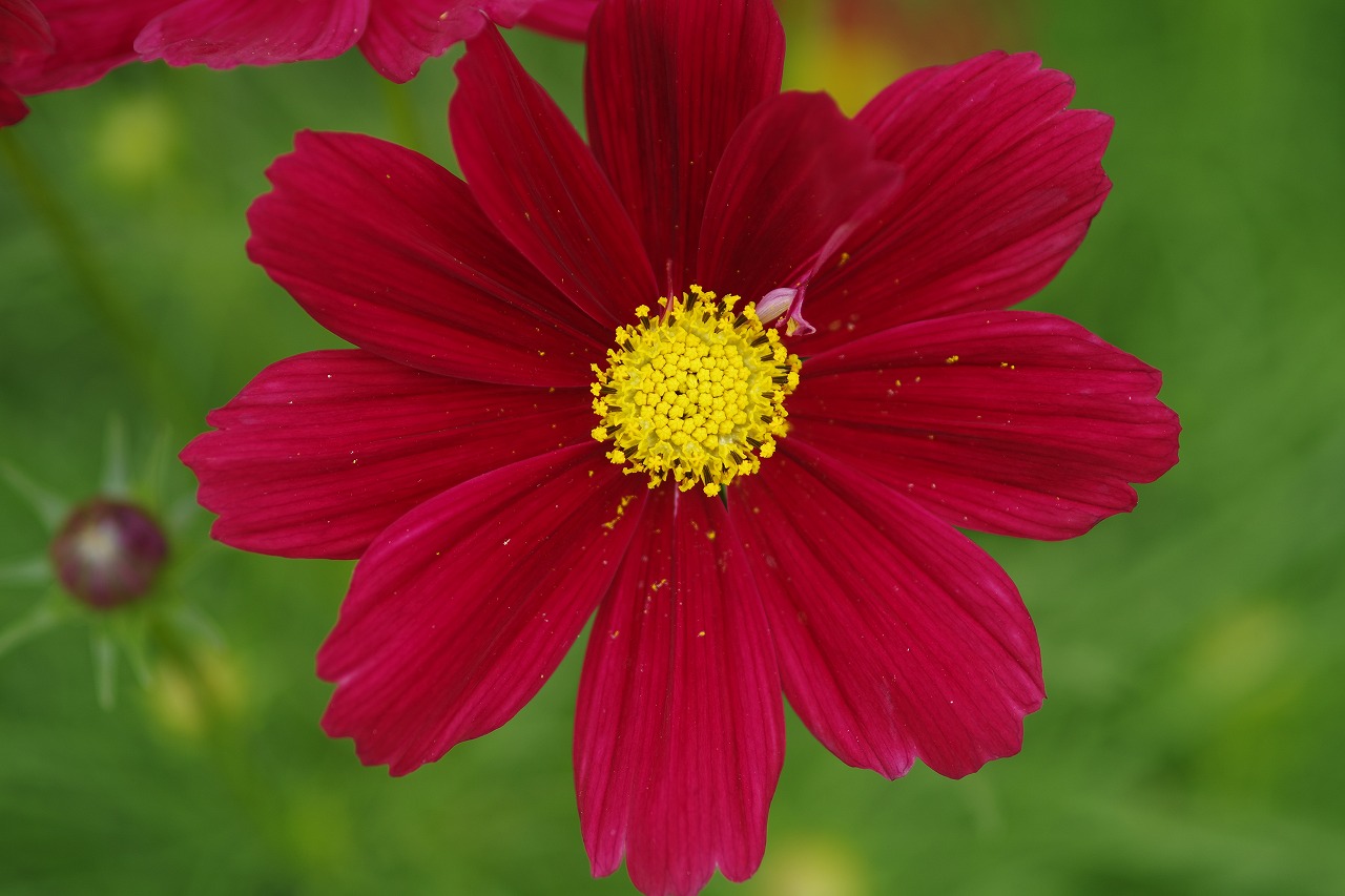 栃木県足利市のあしかがフラワーパーク