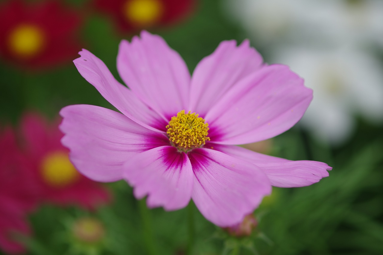 栃木県足利市のあしかがフラワーパーク