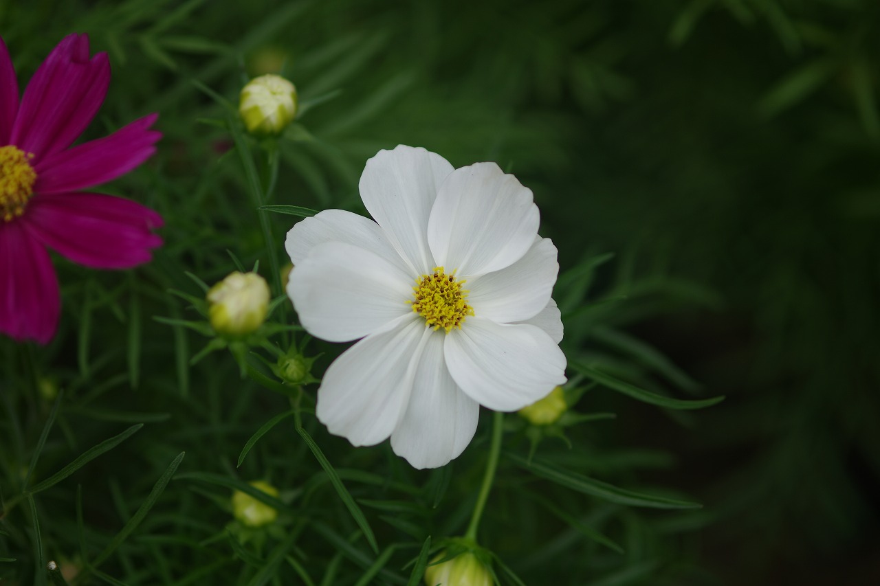 栃木県足利市のあしかがフラワーパーク