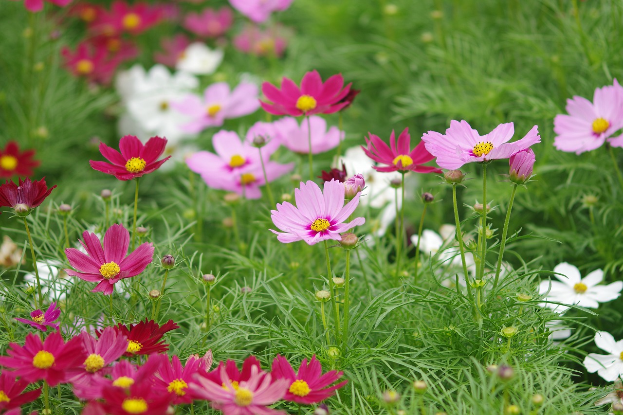 栃木県足利市のあしかがフラワーパーク