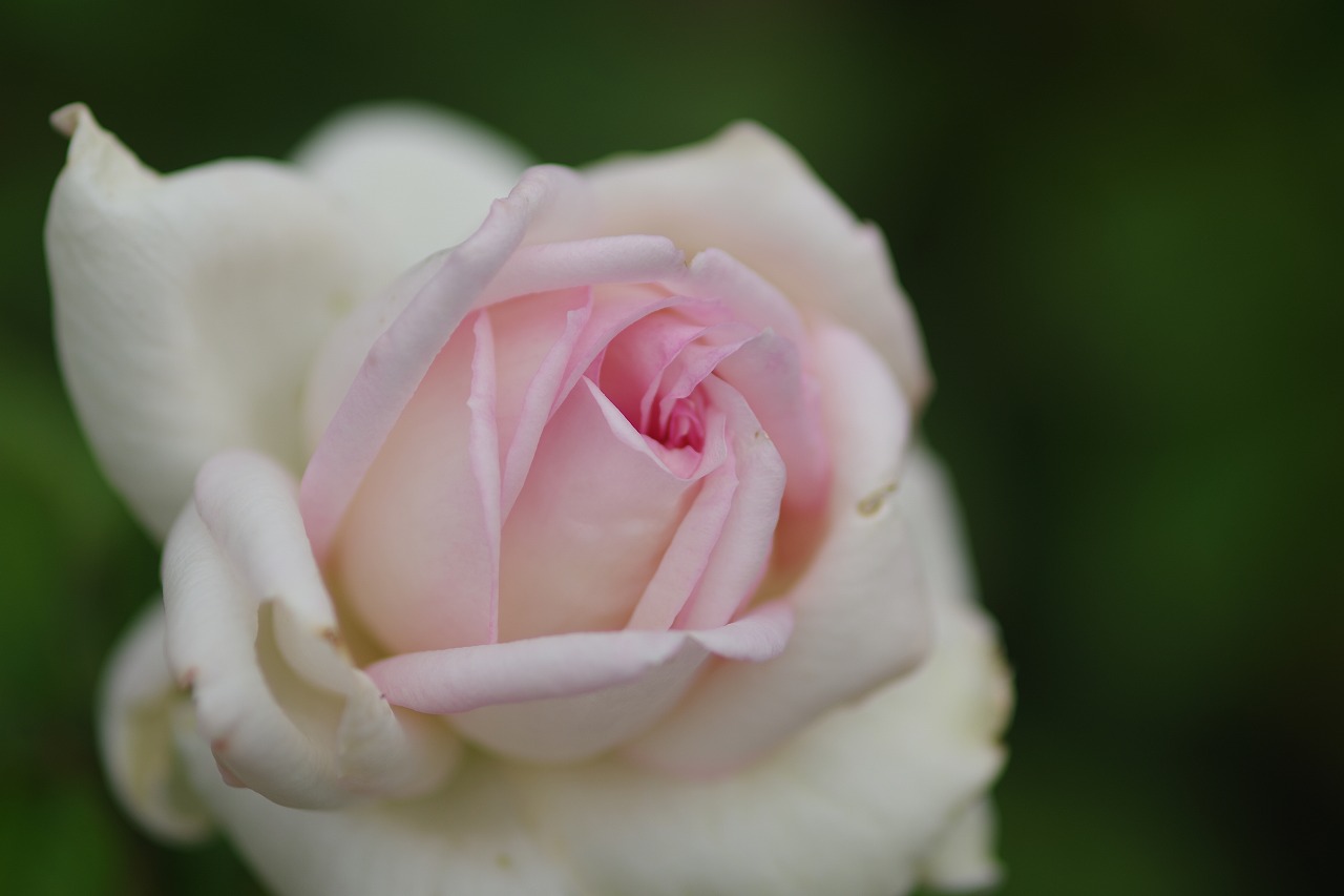 栃木県足利市のあしかがフラワーパーク