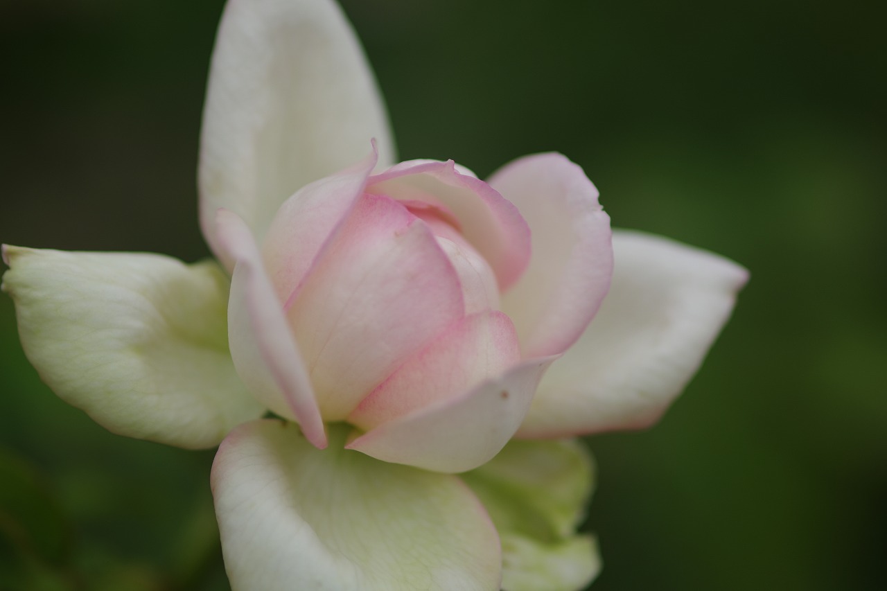 栃木県足利市のあしかがフラワーパーク