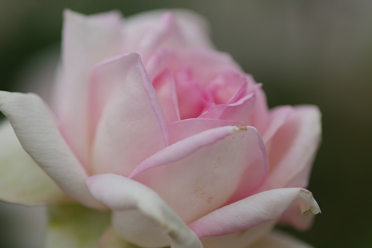 栃木県足利市のあしかがフラワーパーク