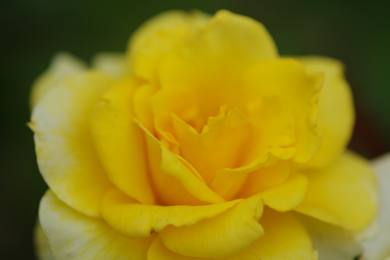 栃木県足利市のあしかがフラワーパーク