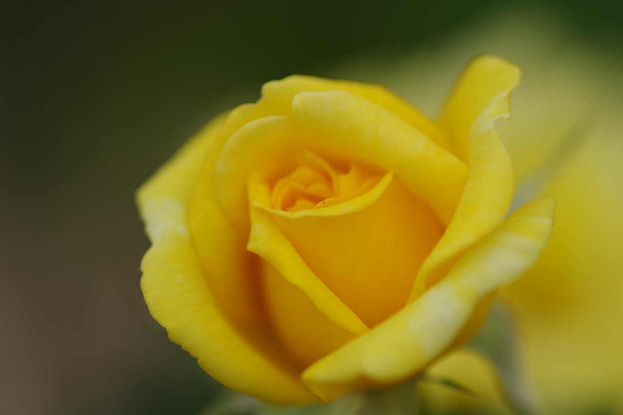 栃木県足利市のあしかがフラワーパーク