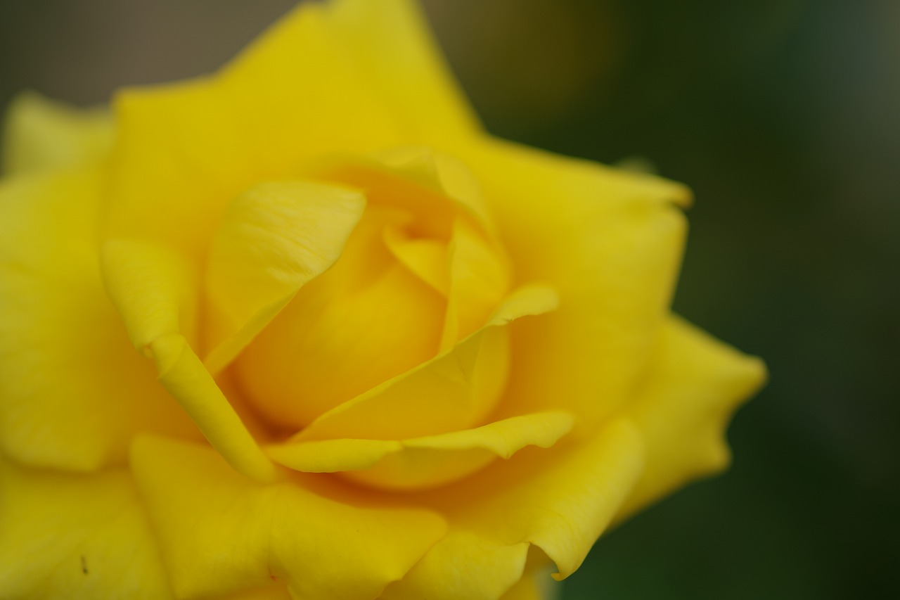 栃木県足利市のあしかがフラワーパーク