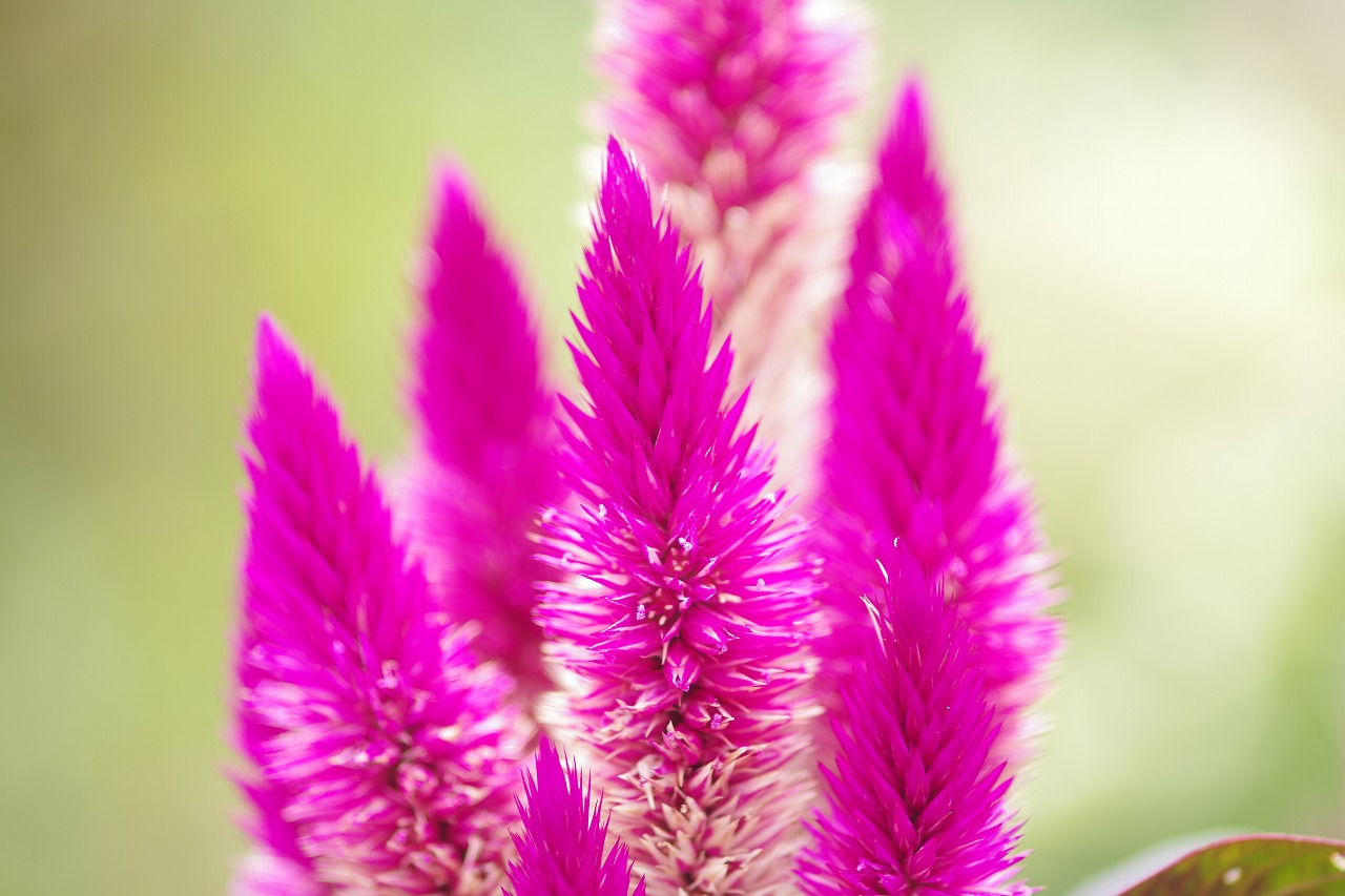 栃木県足利市のあしかがフラワーパーク