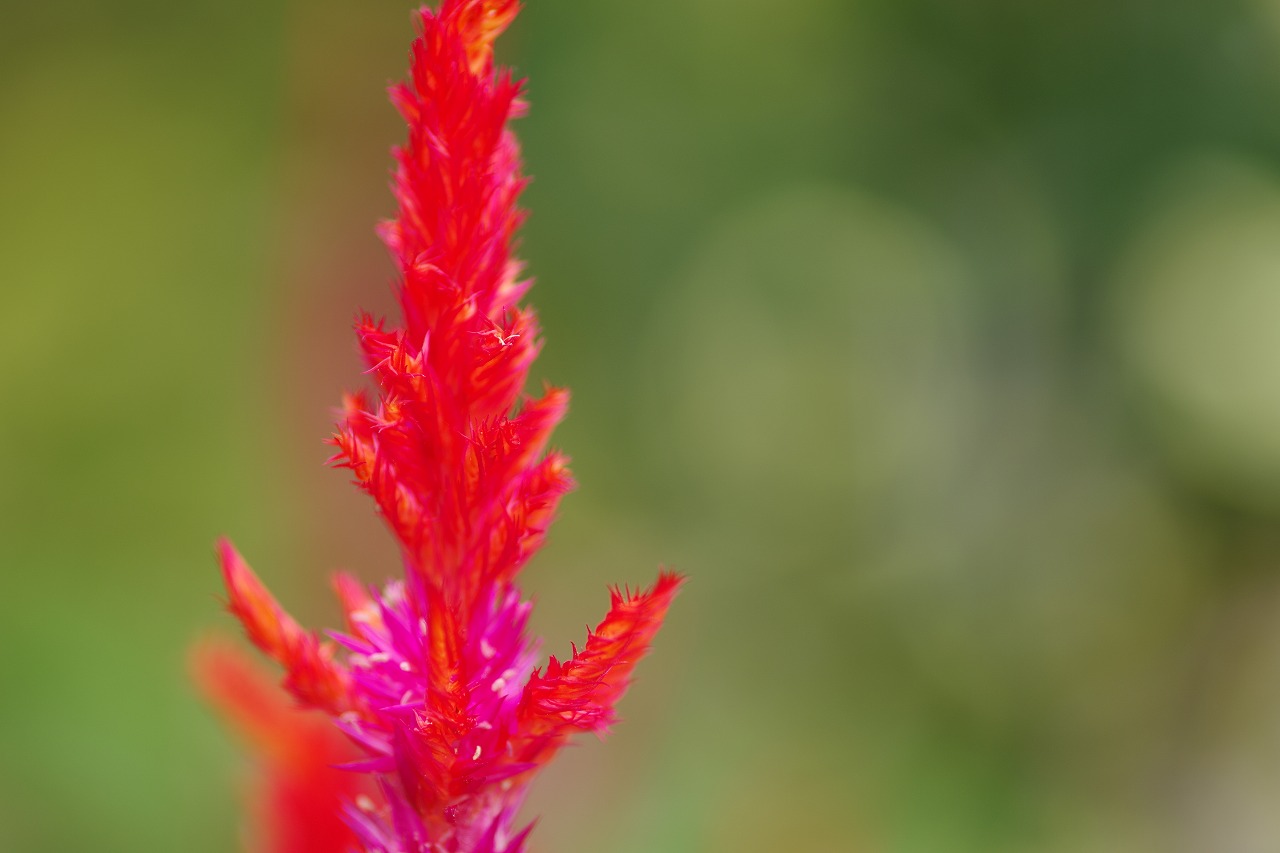 栃木県足利市のあしかがフラワーパーク