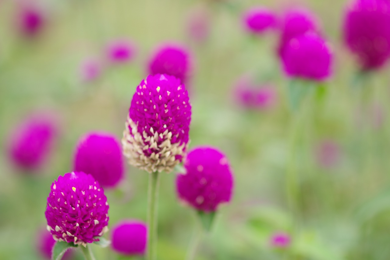栃木県足利市のあしかがフラワーパーク