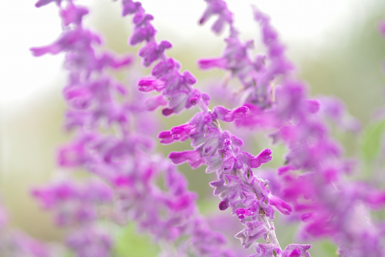 栃木県足利市のあしかがフラワーパーク