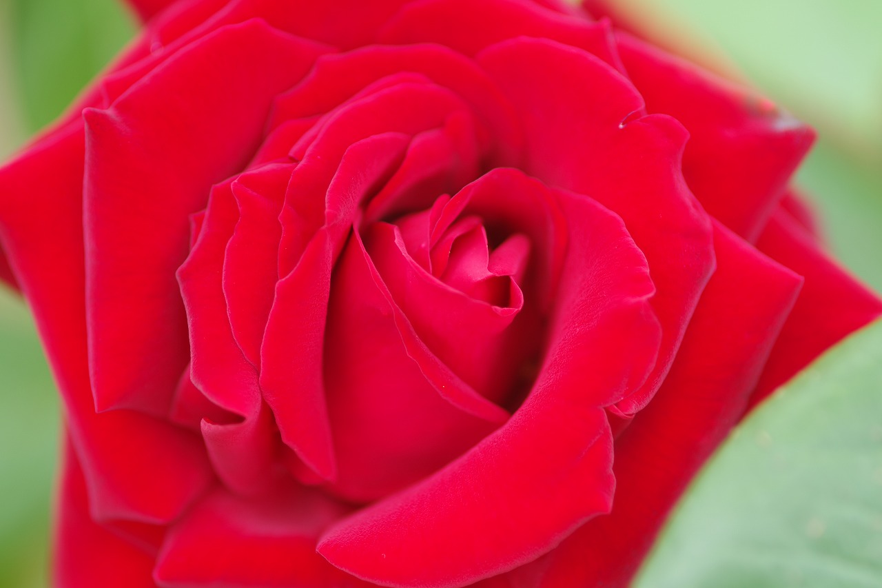 群馬県前橋市の敷島公園のバラ園の花々