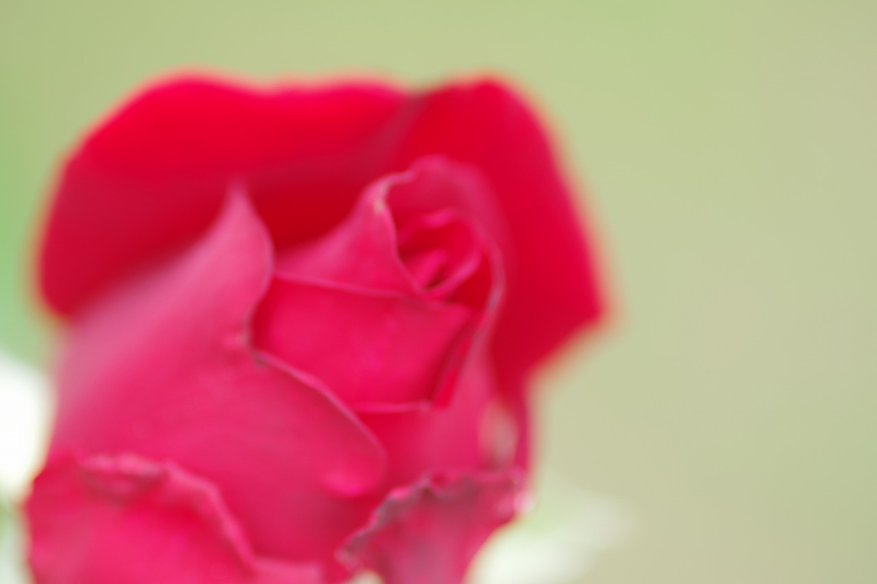 群馬県前橋市の敷島公園のバラ園の花々