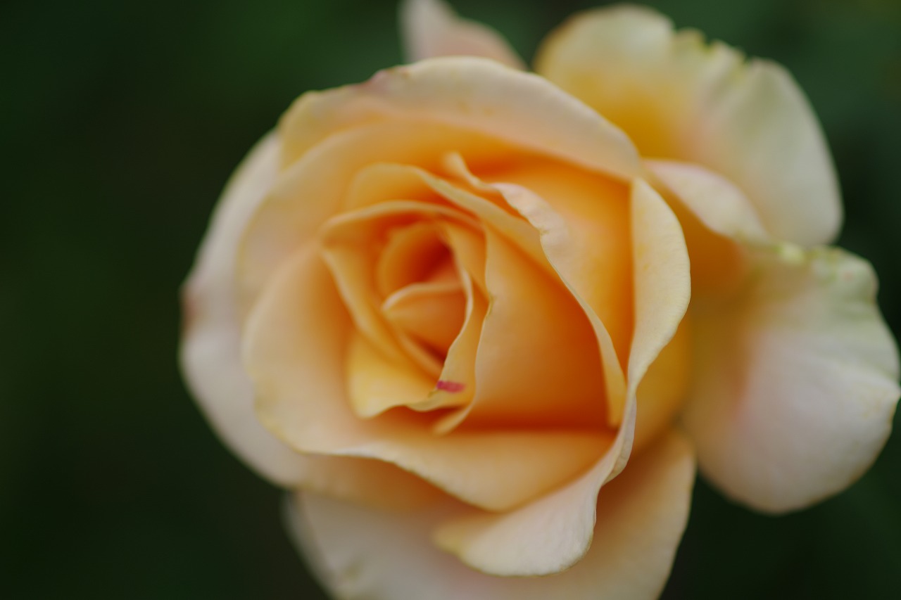 群馬県前橋市の敷島公園のバラ園の花々
