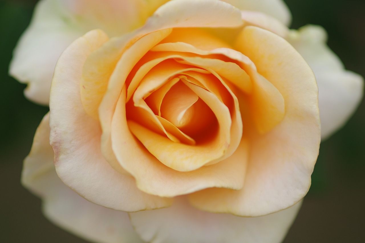 群馬県前橋市の敷島公園のバラ園の花々