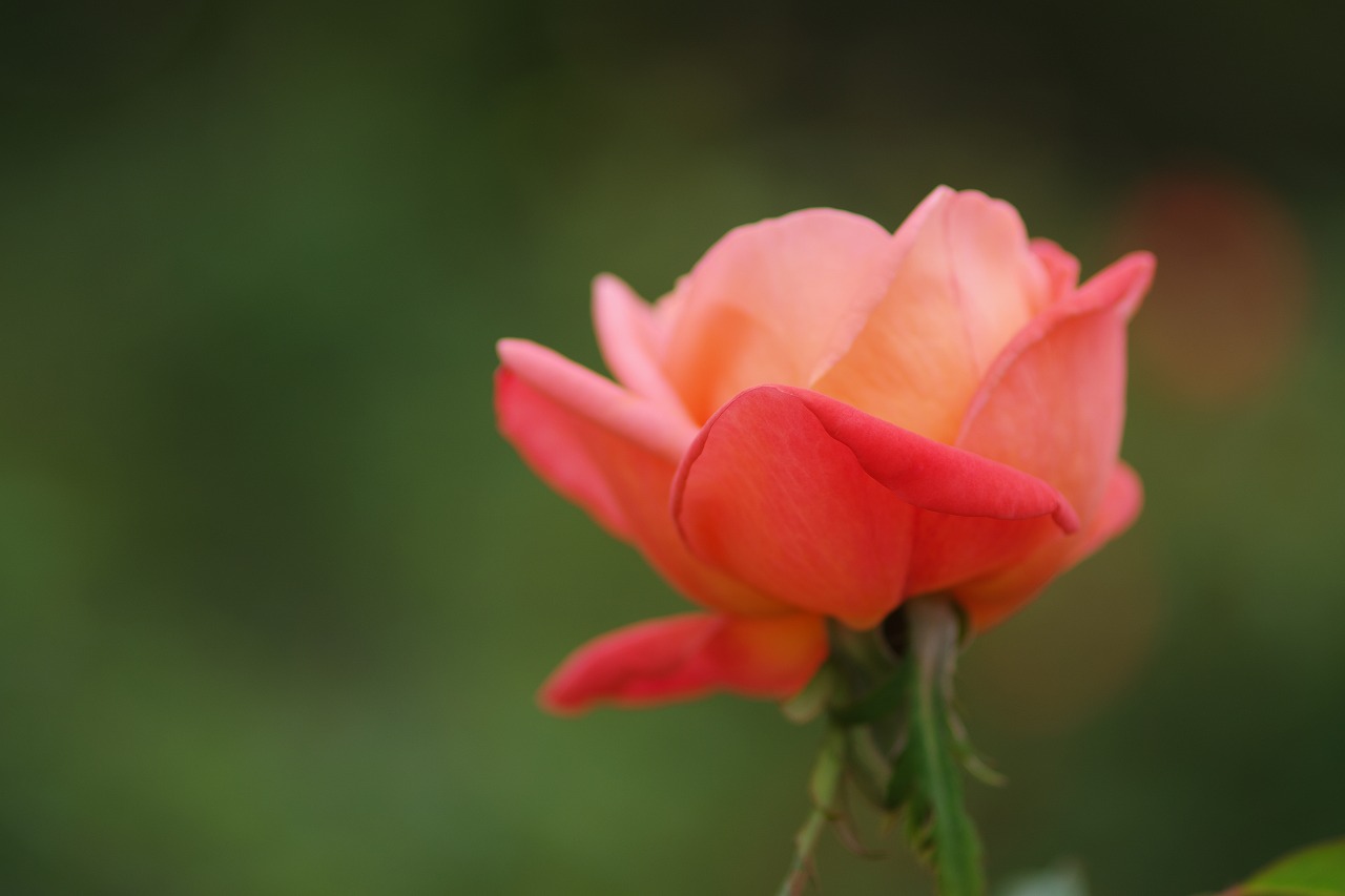 群馬県前橋市の敷島公園のバラ園の花々