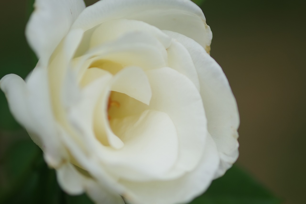 群馬県前橋市の敷島公園のバラ園の花々