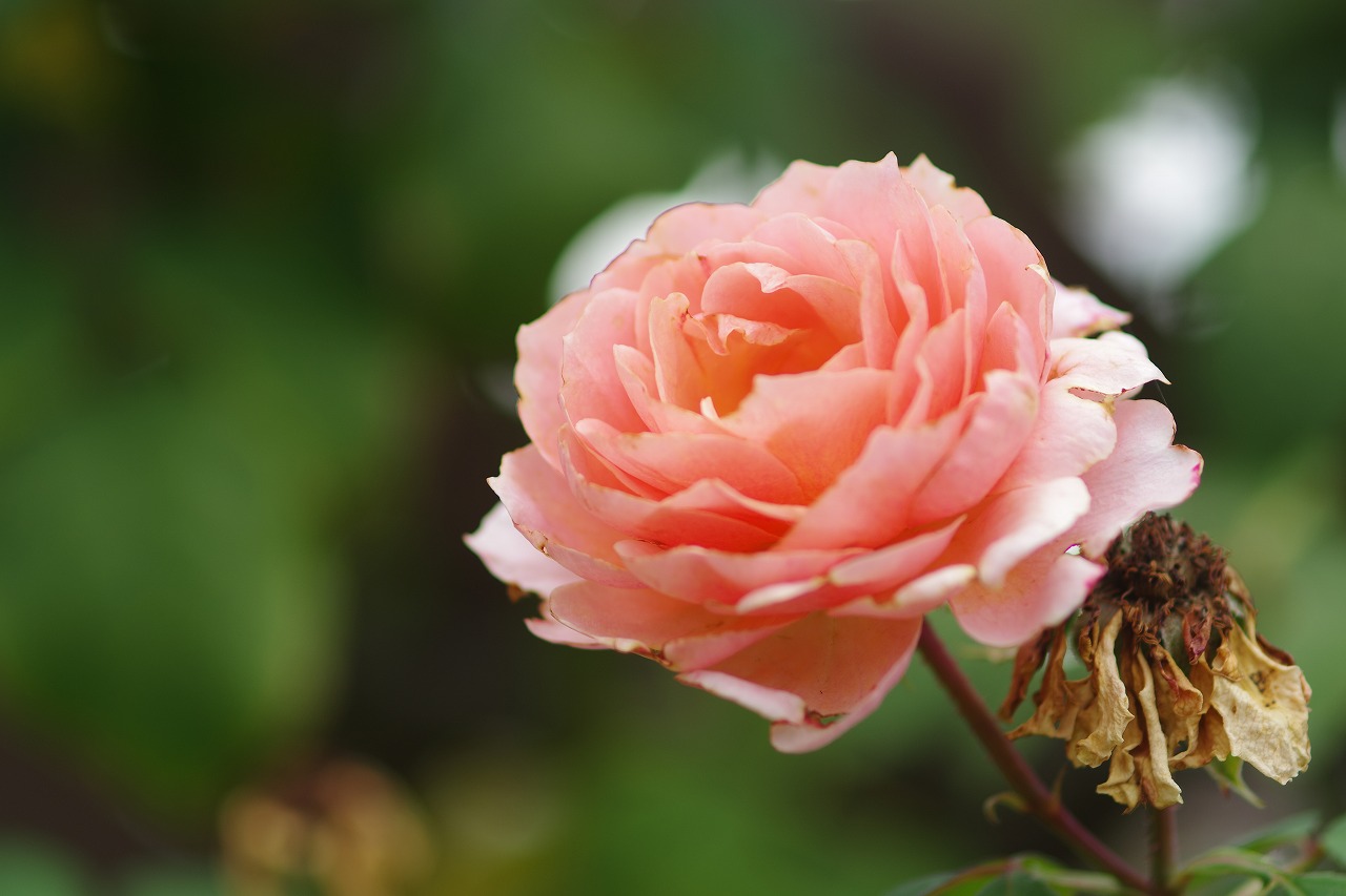 群馬県前橋市の敷島公園のバラ園の花々