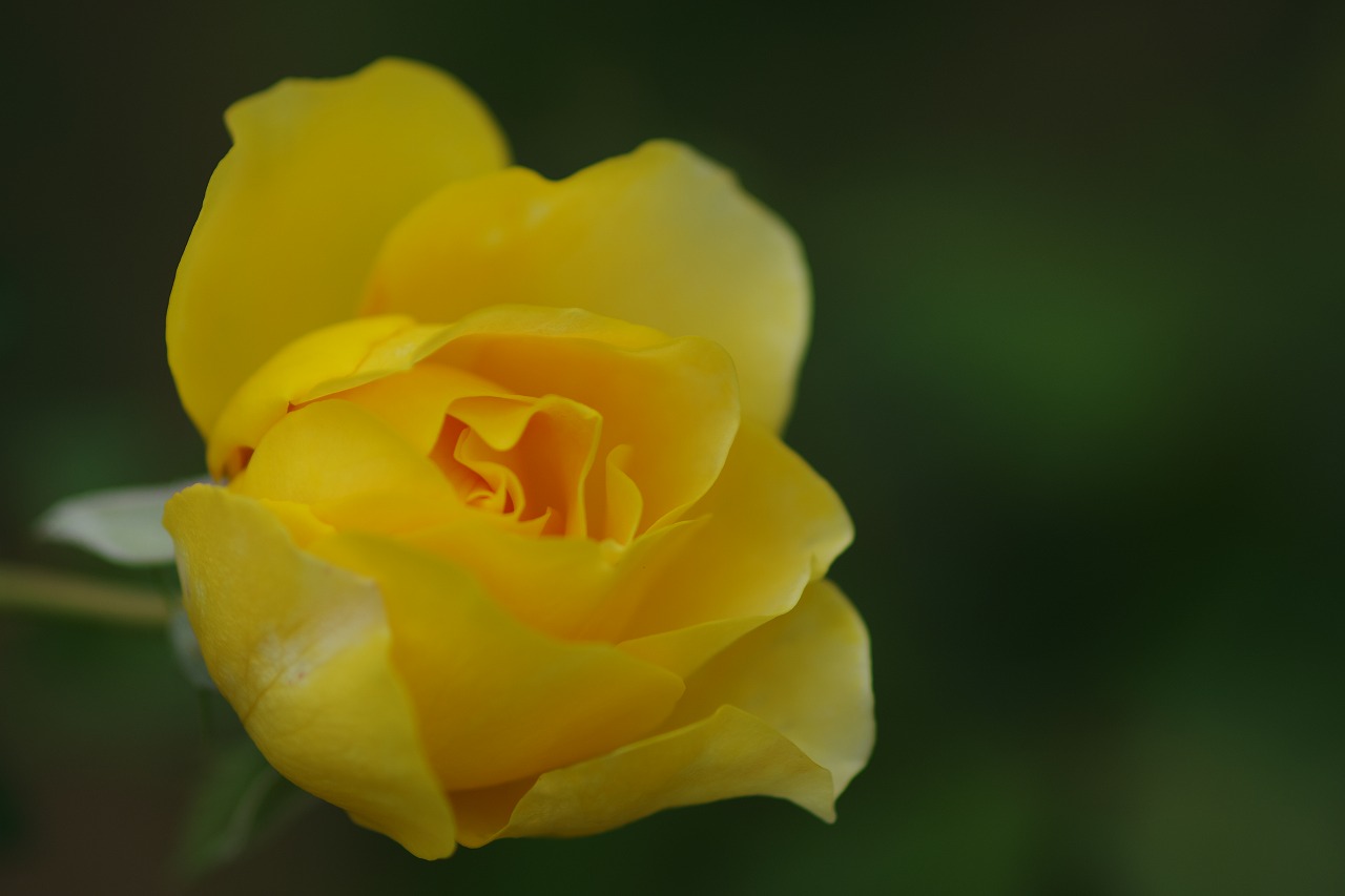群馬県前橋市の敷島公園のバラ園の花々