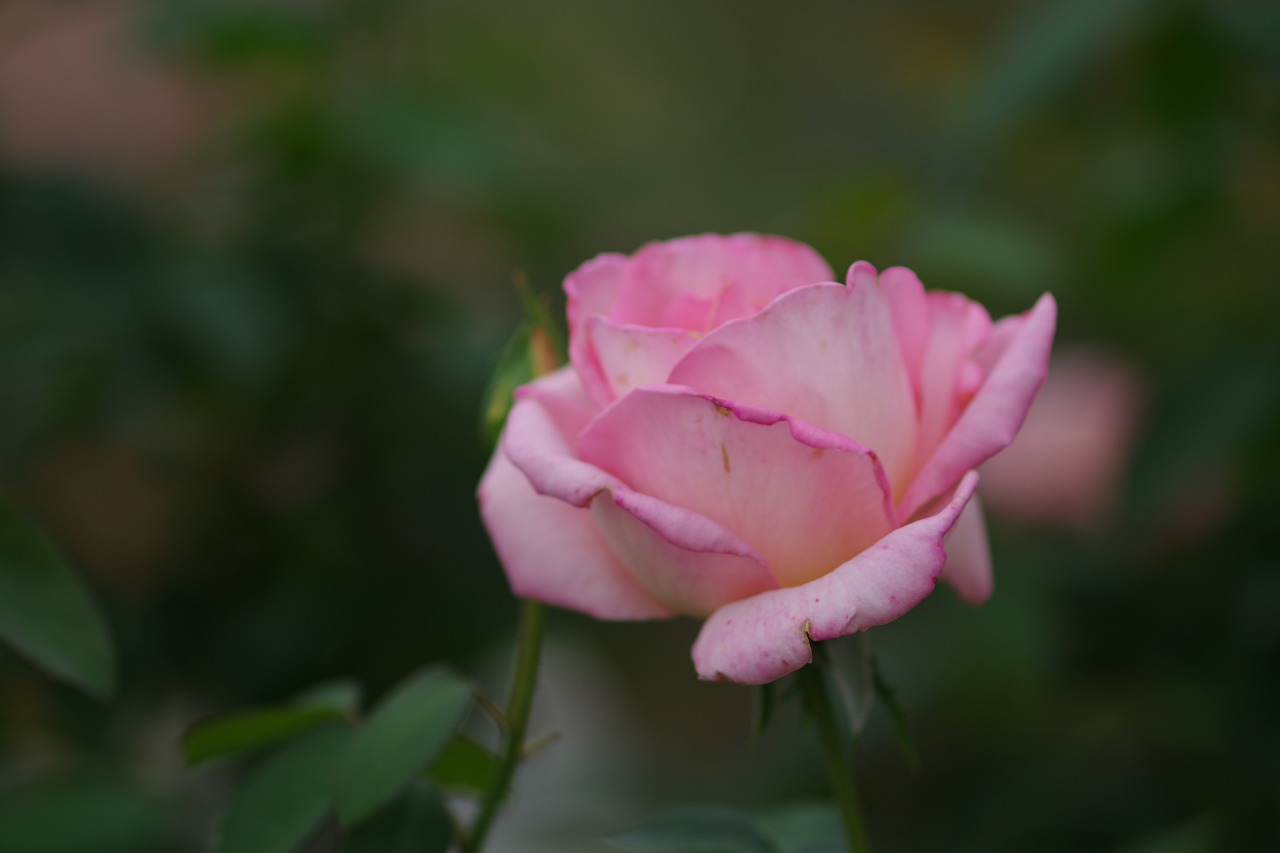 群馬県前橋市の敷島公園のバラ園の花々