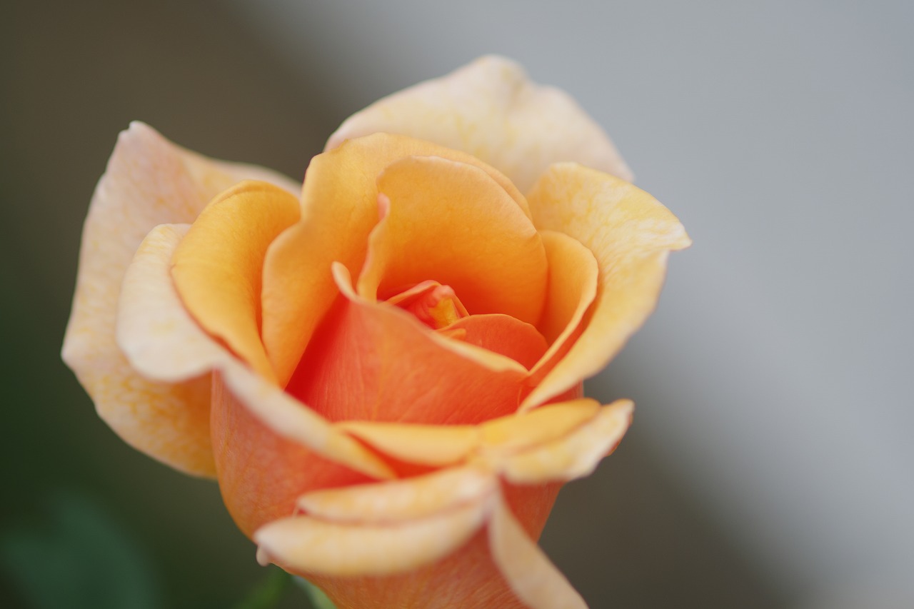 群馬県前橋市の敷島公園のバラ園の花々