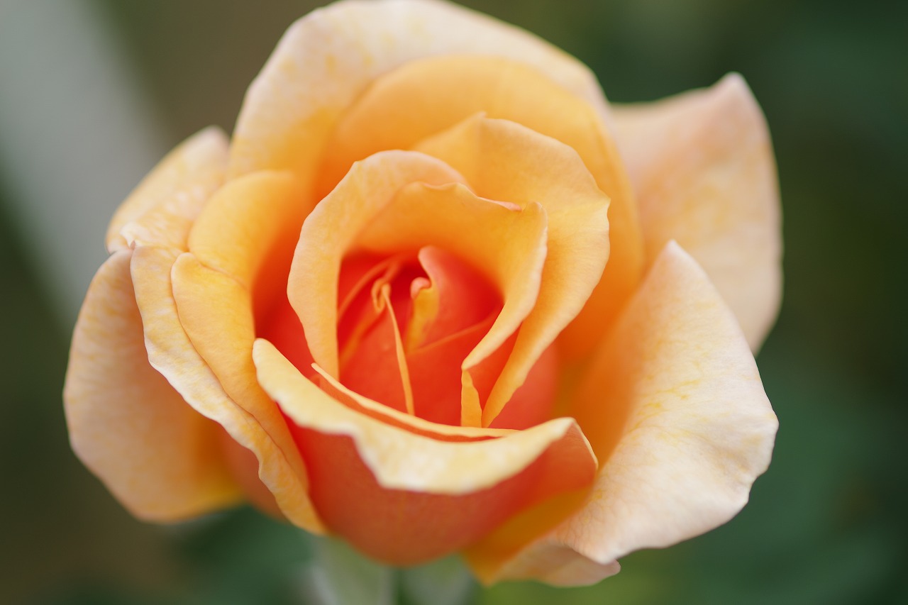 群馬県前橋市の敷島公園のバラ園の花々