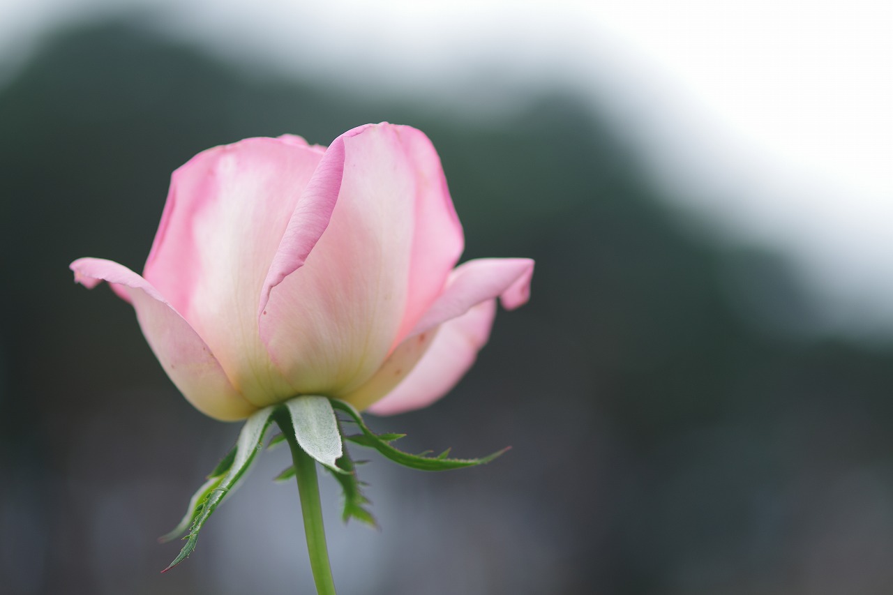 群馬県前橋市の敷島公園のバラ園の花々