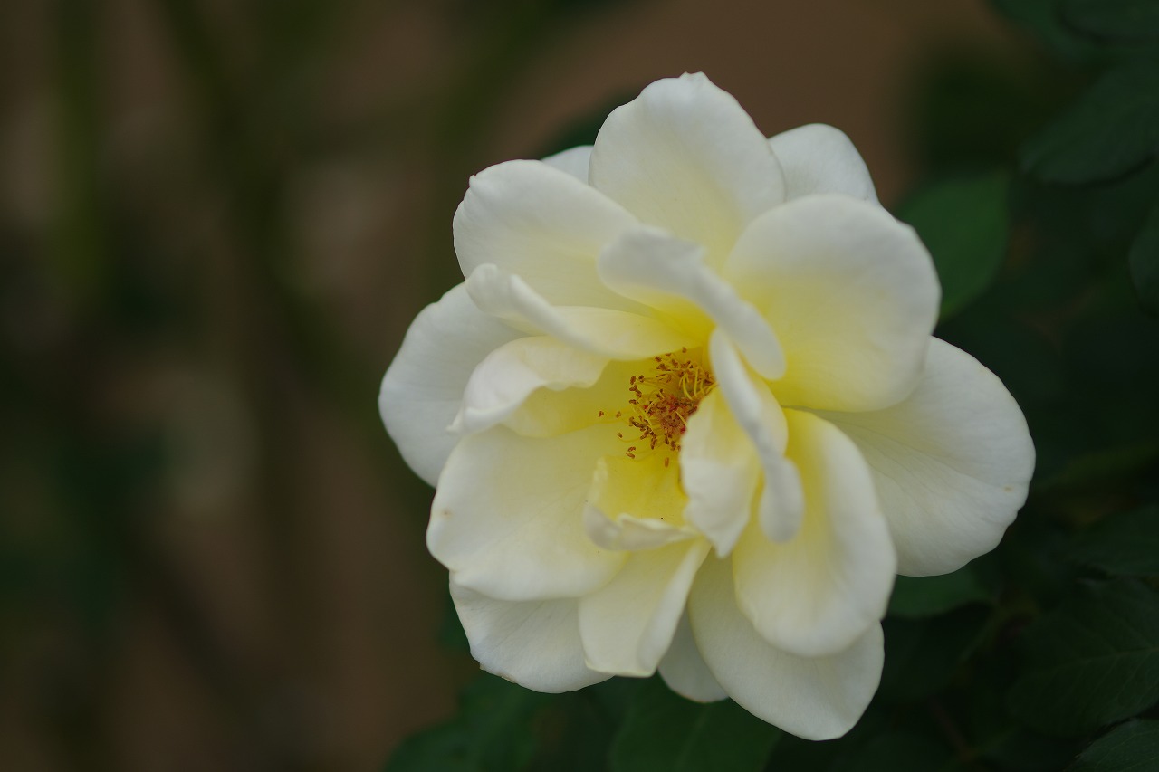 群馬県前橋市の敷島公園のバラ園の花々