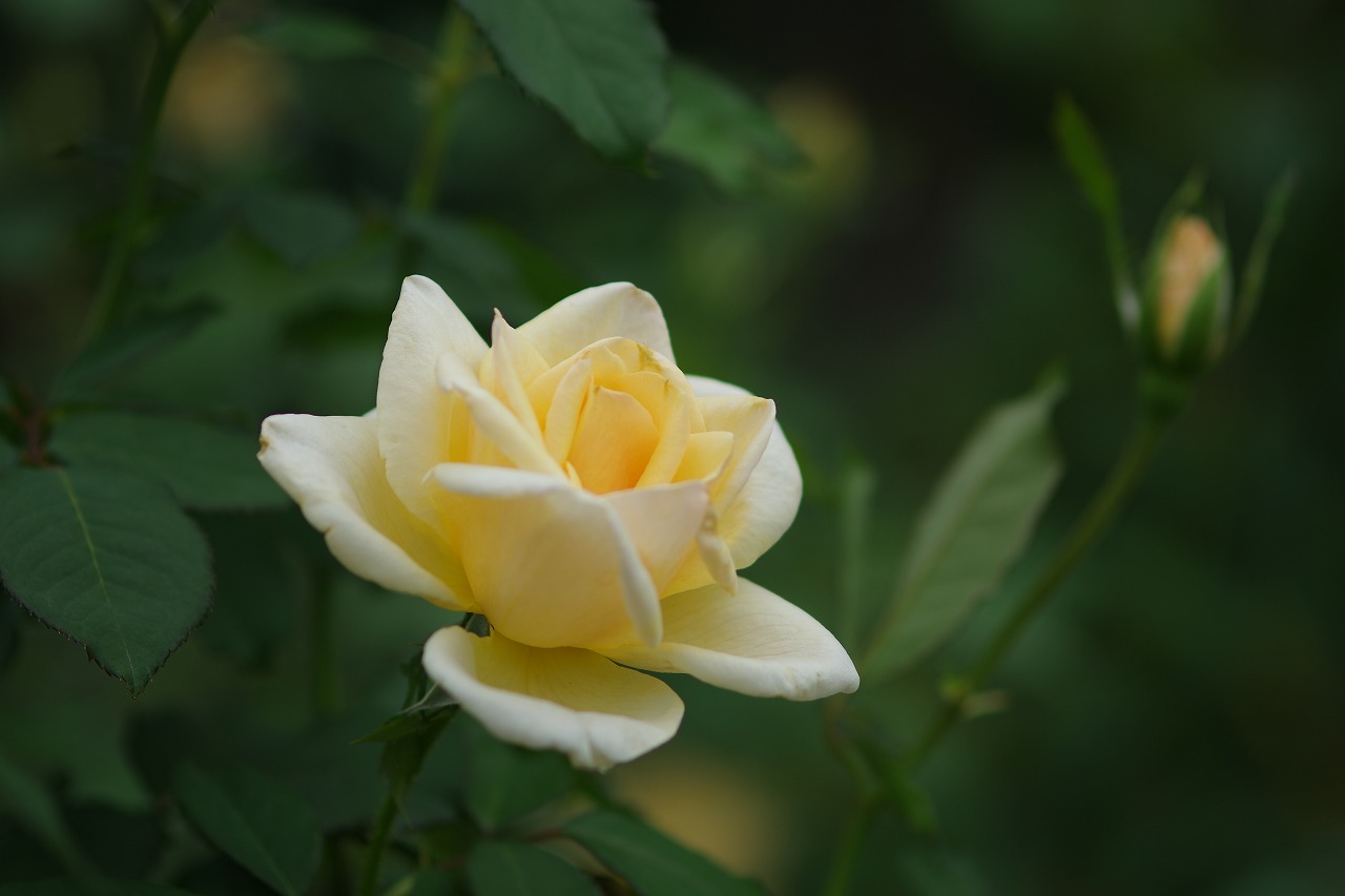 群馬県前橋市の敷島公園のバラ園の花々