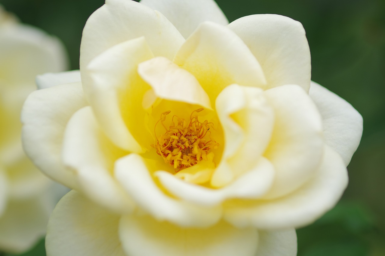 群馬県前橋市の敷島公園のバラ園の花々