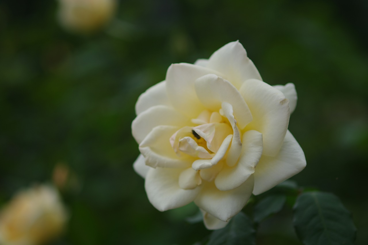 群馬県前橋市の敷島公園のバラ園の花々