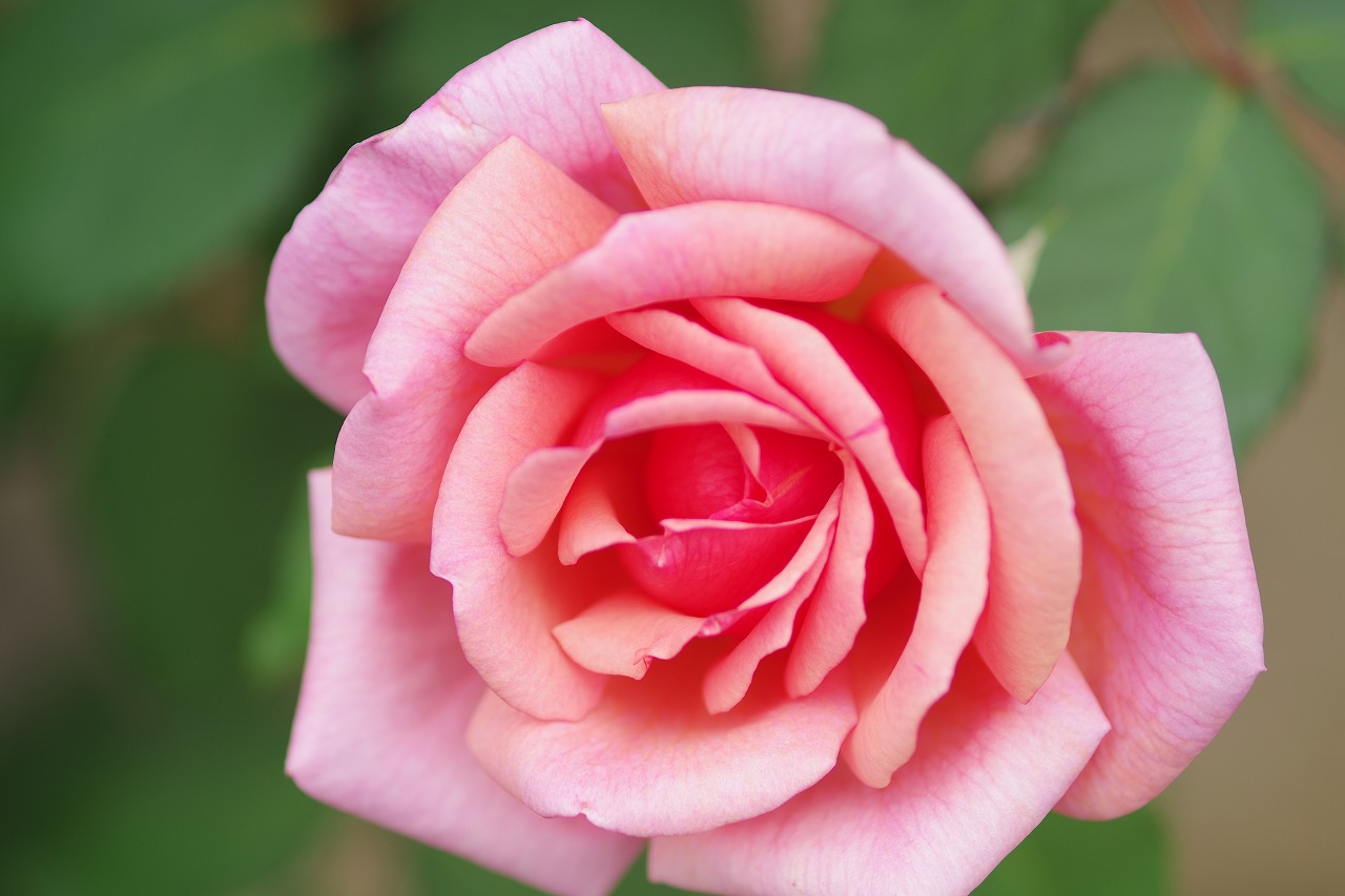 群馬県前橋市の敷島公園のバラ園の花々