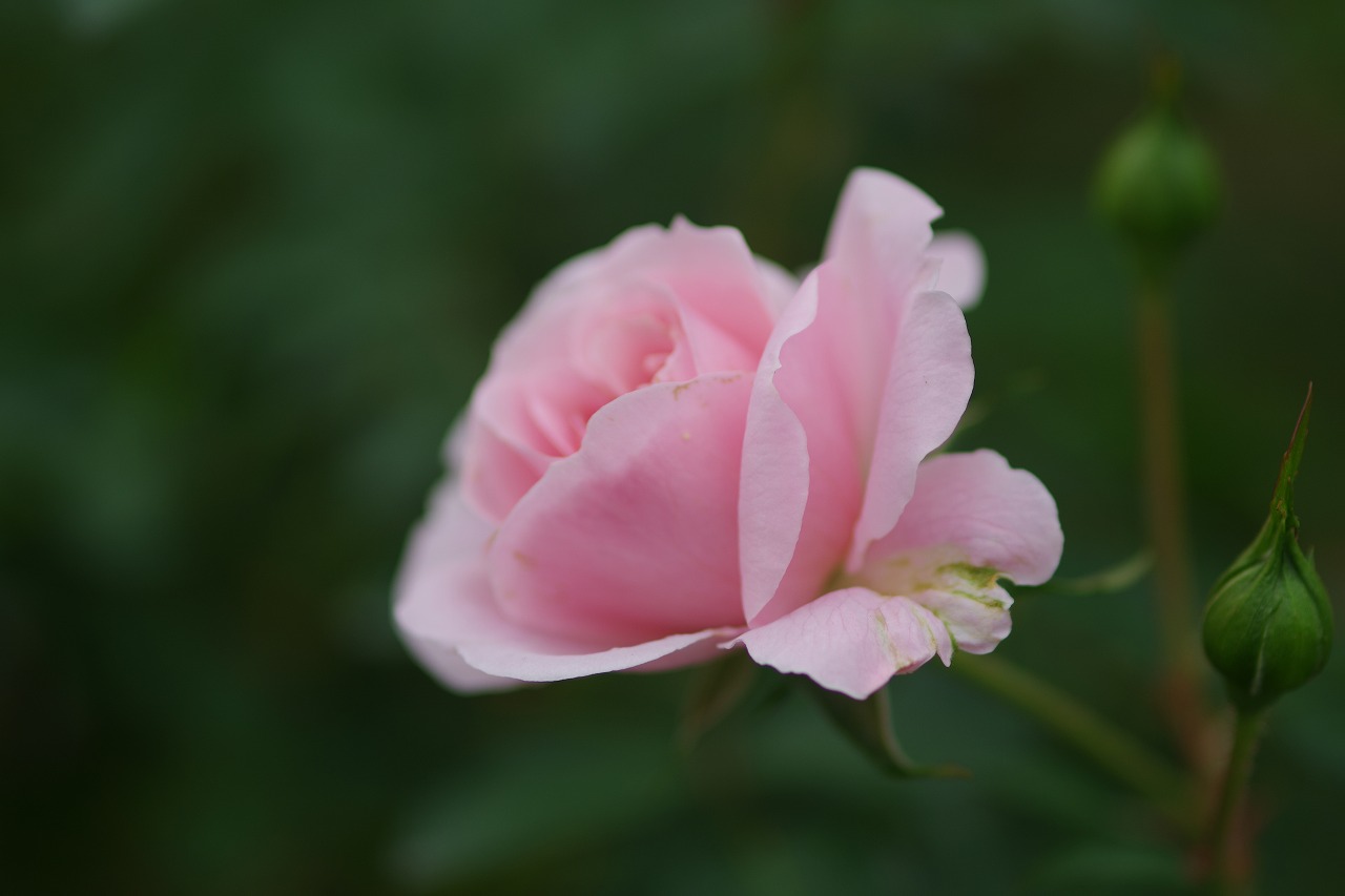 群馬県前橋市の敷島公園のバラ園の花々