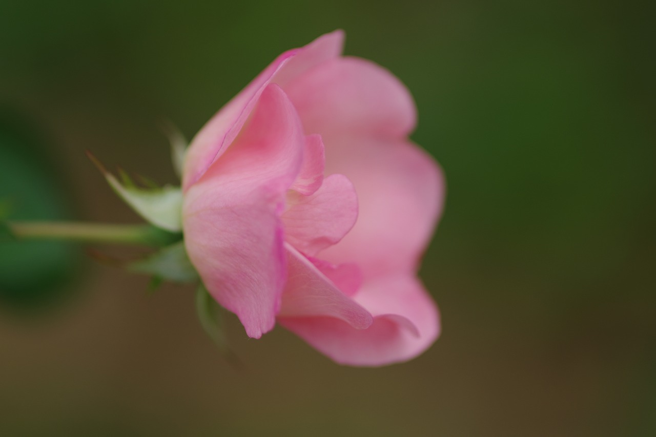群馬県前橋市の敷島公園のバラ園の花々