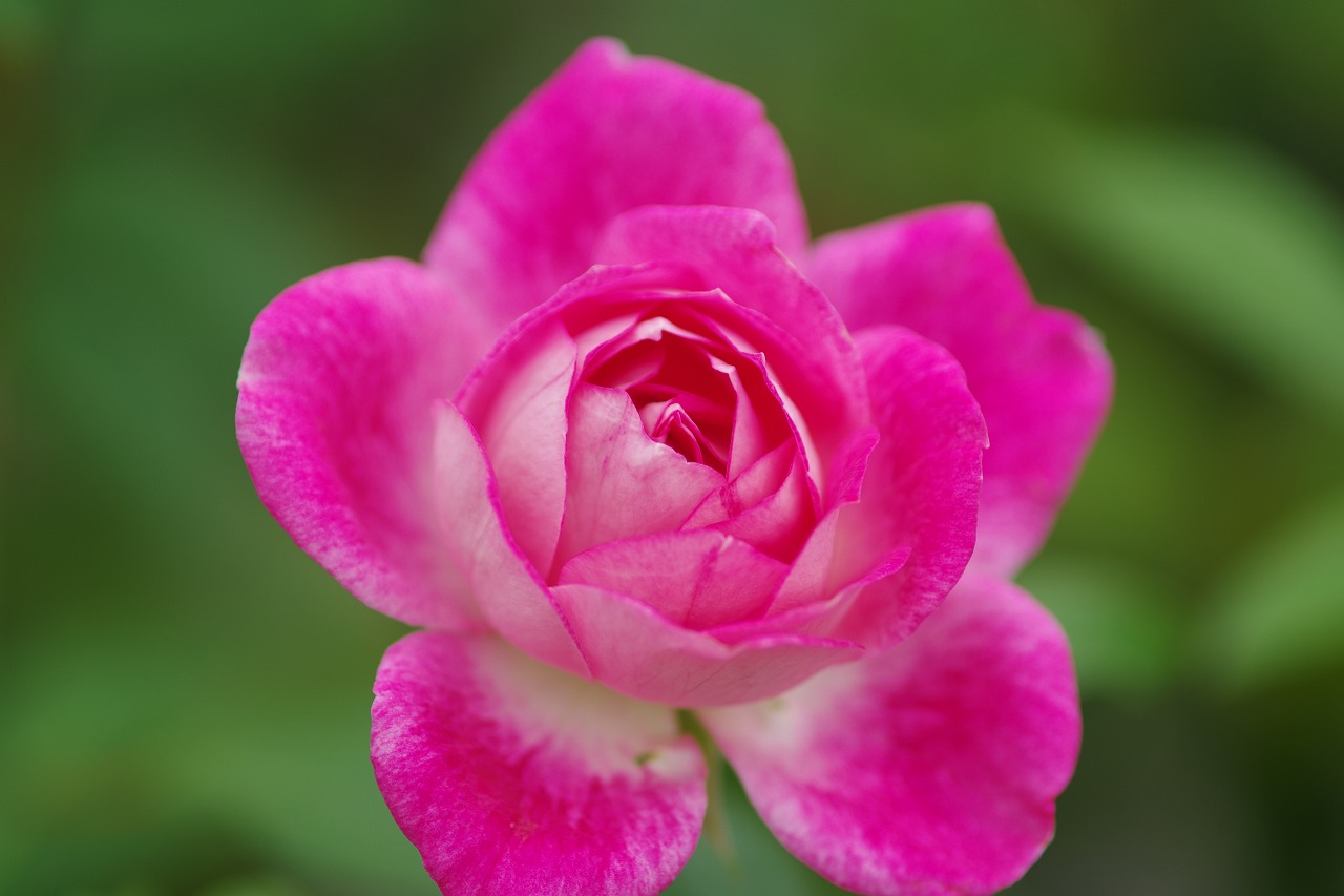 群馬県前橋市の敷島公園のバラ園の花々